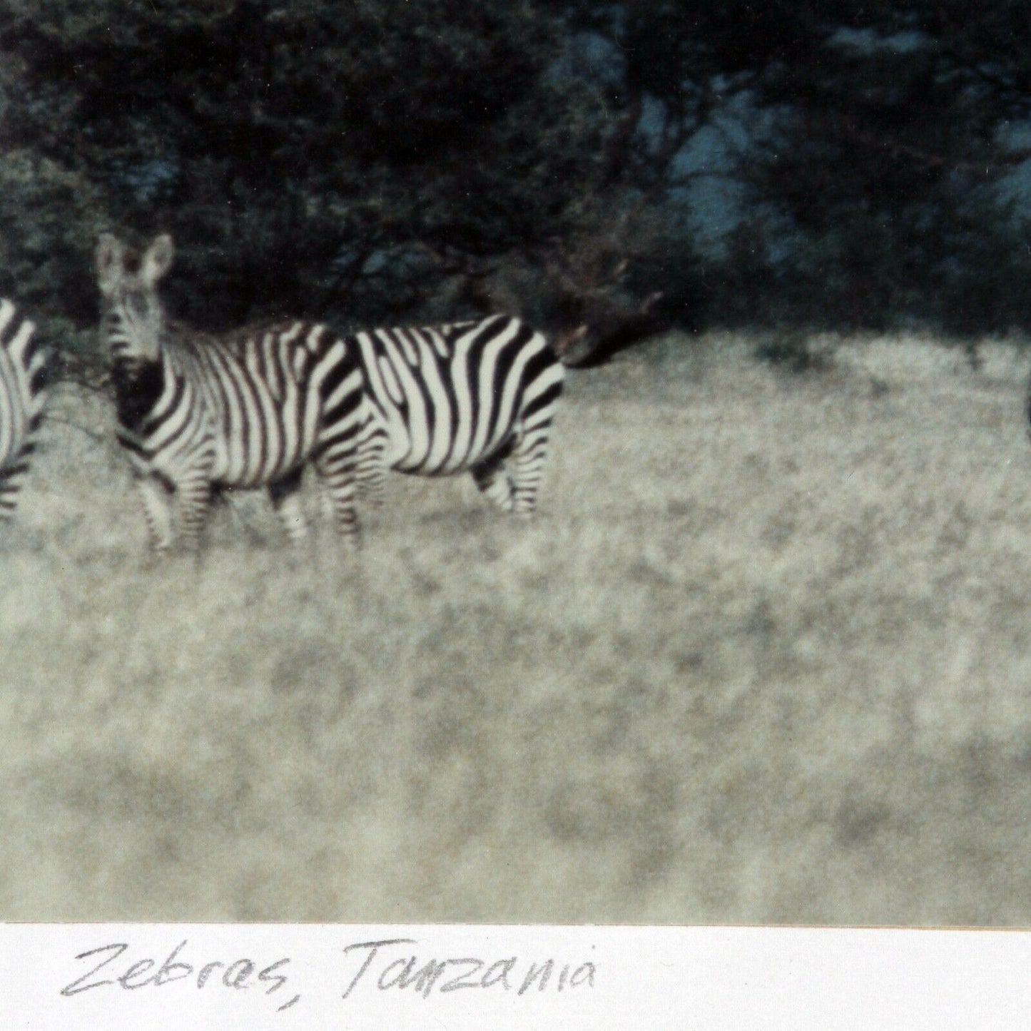 Zebras, Tanzania by John Wolf Signed Framed Photograph 24 x 20