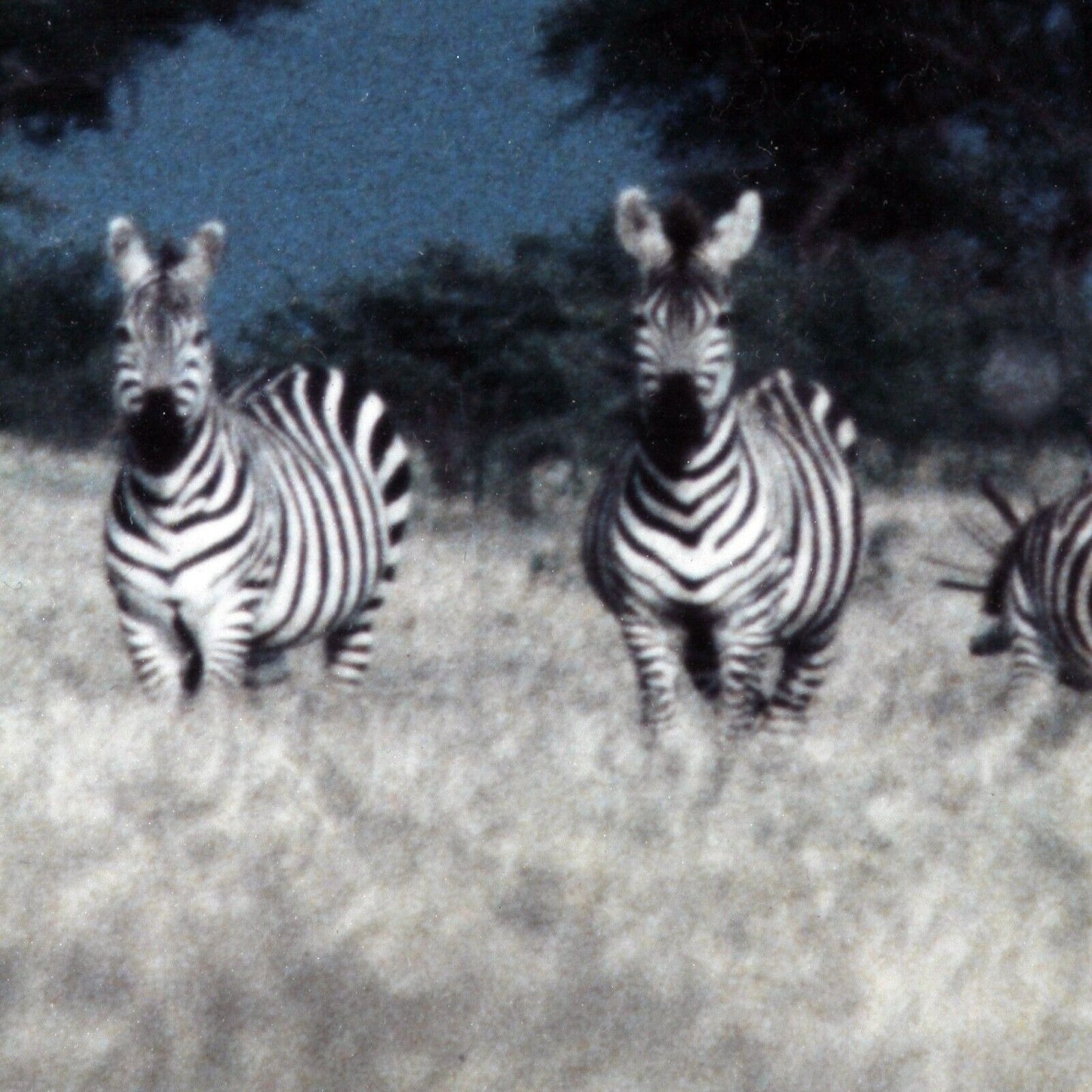 Zebras, Tanzania by John Wolf Signed Framed Photograph 24 x 20