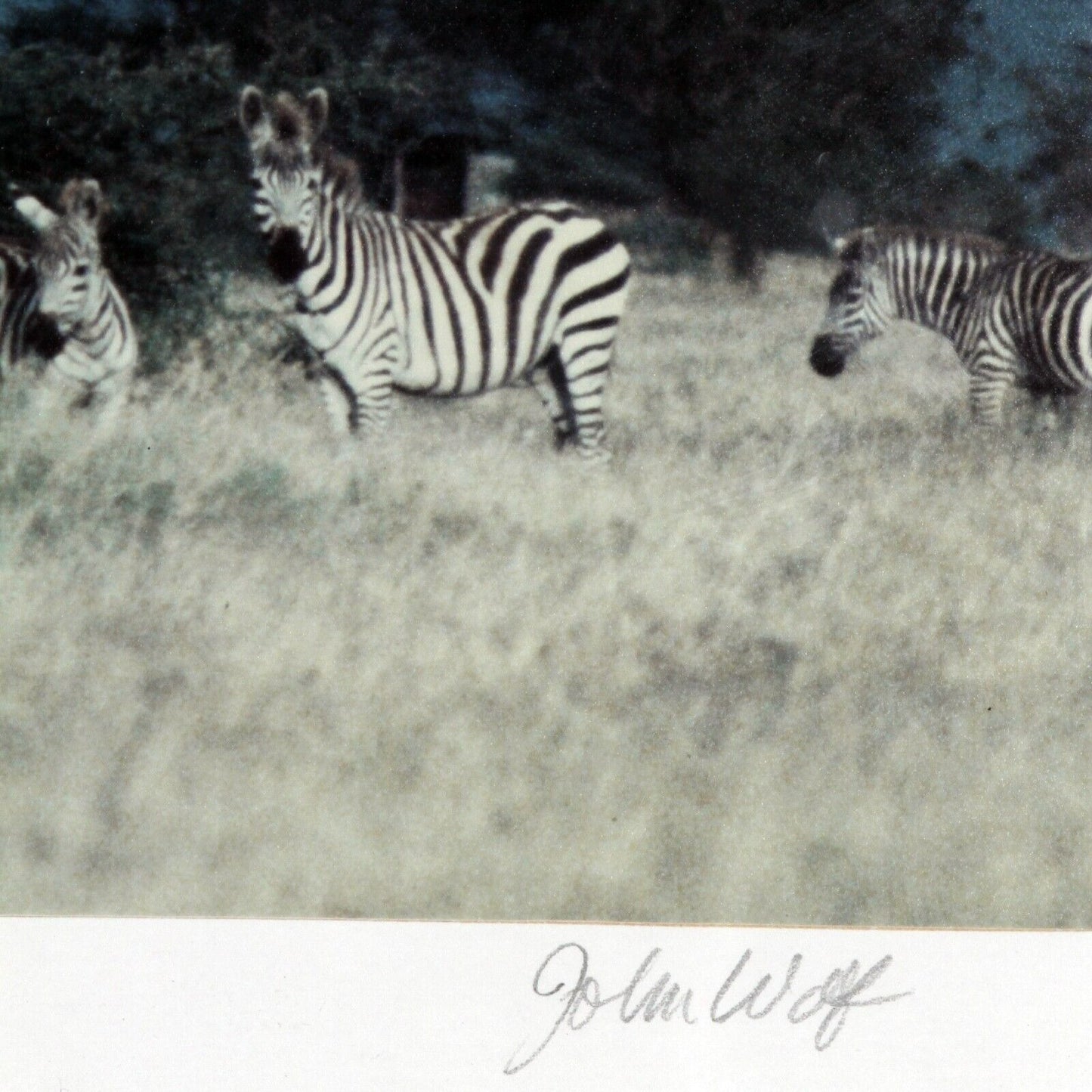 Zebras, Tanzania by John Wolf Signed Framed Photograph 24 x 20