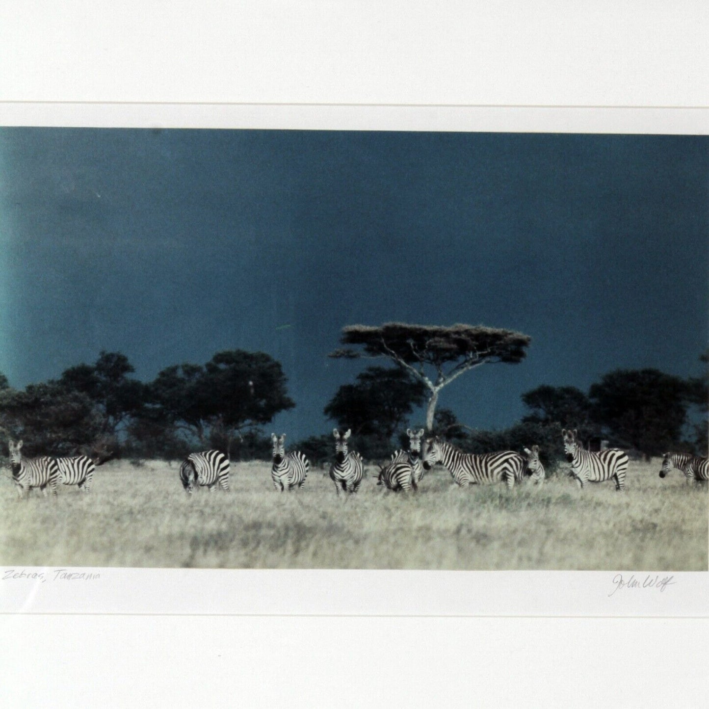 Zebras, Tanzania by John Wolf Signed Framed Photograph 24 x 20
