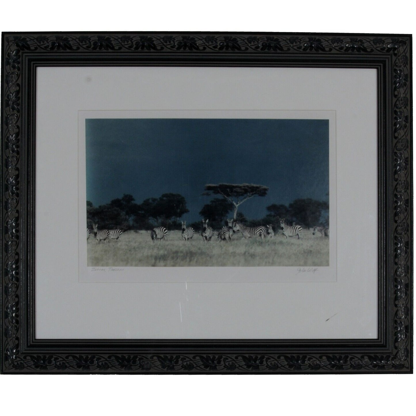 Zebras, Tanzania by John Wolf Signed Framed Photograph 24 x 20