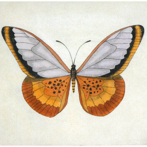 Lot of (2) Butterfly Lithographs by Dan Mitra Signed Limited Edition #3/400